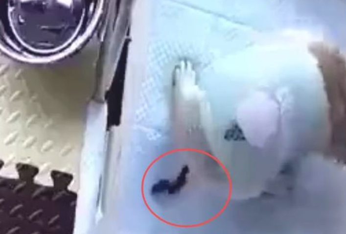 狗狗从不拉大便，可看过监管后，主人马上崩溃了