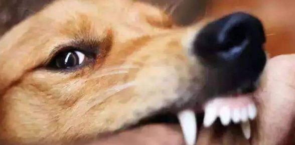 如果被动物咬伤了怎么办？特别是自己家的小猫小狗