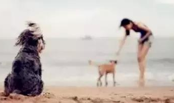 流浪狗到新家的感觉 | 流浪狗走进新家的所有第一次，那种不知所措我们真的不懂！