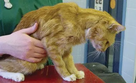 猫咪肾病，早期症状与预防