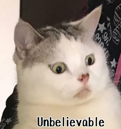 猫咪肾病，早期症状与预防