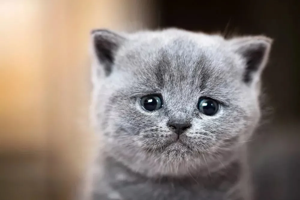 猫咪肾病，早期症状与预防