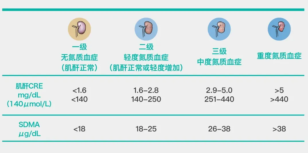 猫咪肾病，早期症状与预防