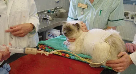猫咪肾病，早期症状与预防