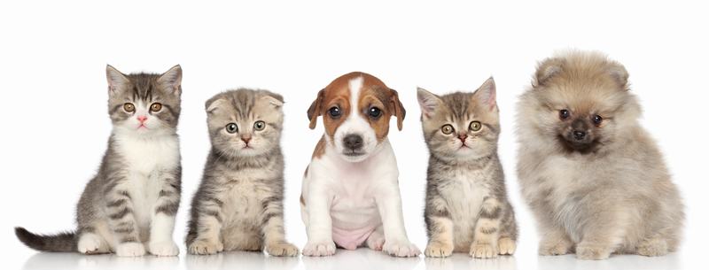 西施犬品种介绍：了解这位优雅犬种的前世今生