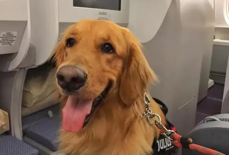 只要800元！抱着猫狗坐飞机 海南航空推出客舱宠物运输服务