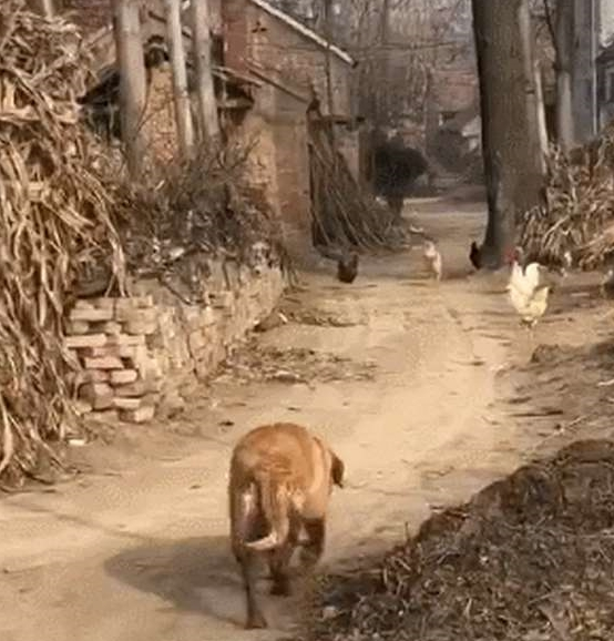金毛回老家开启鸡飞狗跳模式，狗：要不抓只鸡都忘了老子是猎犬了