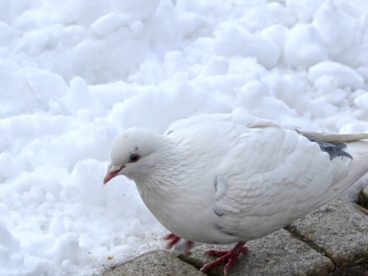 雪地白鸽图片