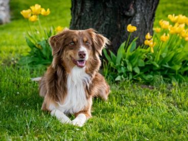 草地可爱澳洲牧羊犬图片