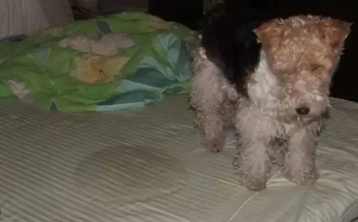 救命！我的狗刚洗完澡没多久，怎么又臭了？？