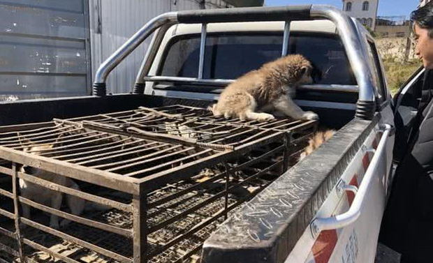 犬市：在成犬区域展示的哈士奇幼犬，比大狗更引人注目！