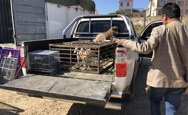 犬市：在成犬区域展示的哈士奇幼犬，比大狗更引人注目！