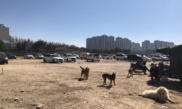 犬市：在成犬区域展示的哈士奇幼犬，比大狗更引人注目！