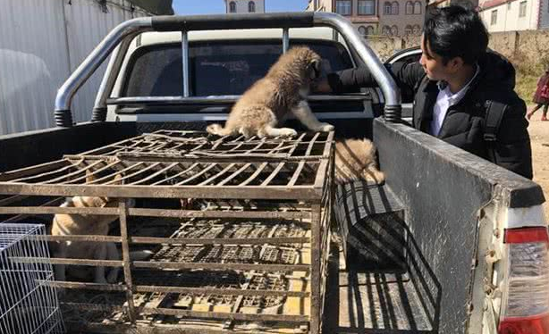 犬市：在成犬区域展示的哈士奇幼犬，比大狗更引人注目！