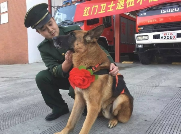 512地震中最终一头搜救犬“沈虎”离逝！曾在废区中解救15人