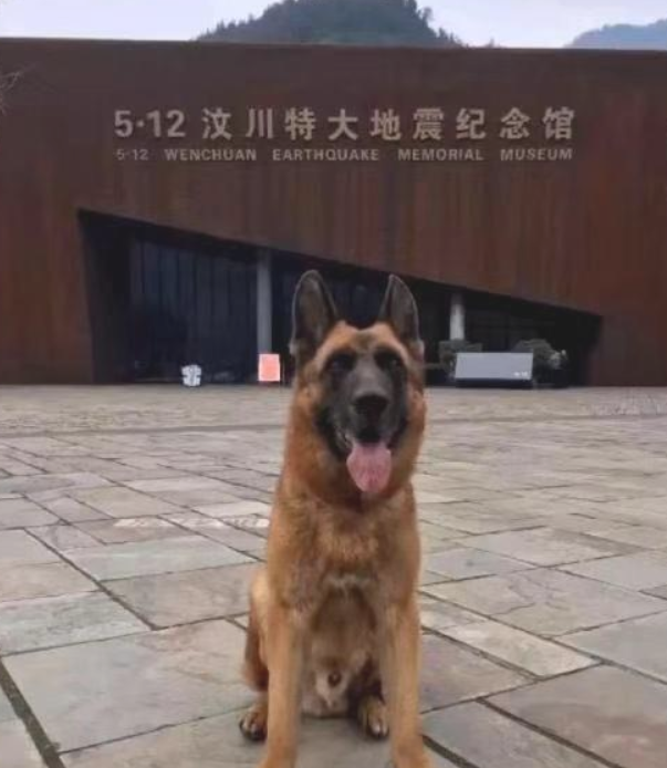 512地震中最终一头搜救犬“沈虎”离逝！曾在废区中解救15人