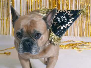 戴着庆祝帽子的法国斗牛犬图片