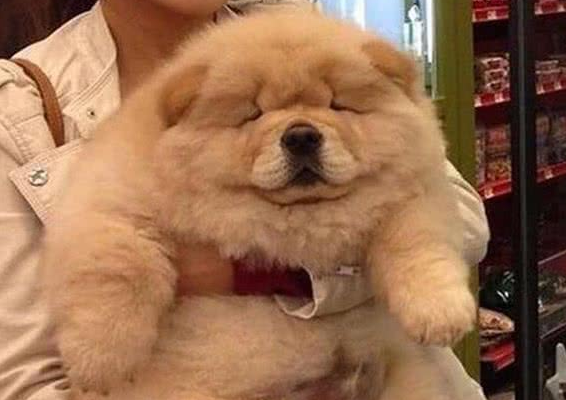 这6种狗狗，脾气真的很不好，没事不要惹它