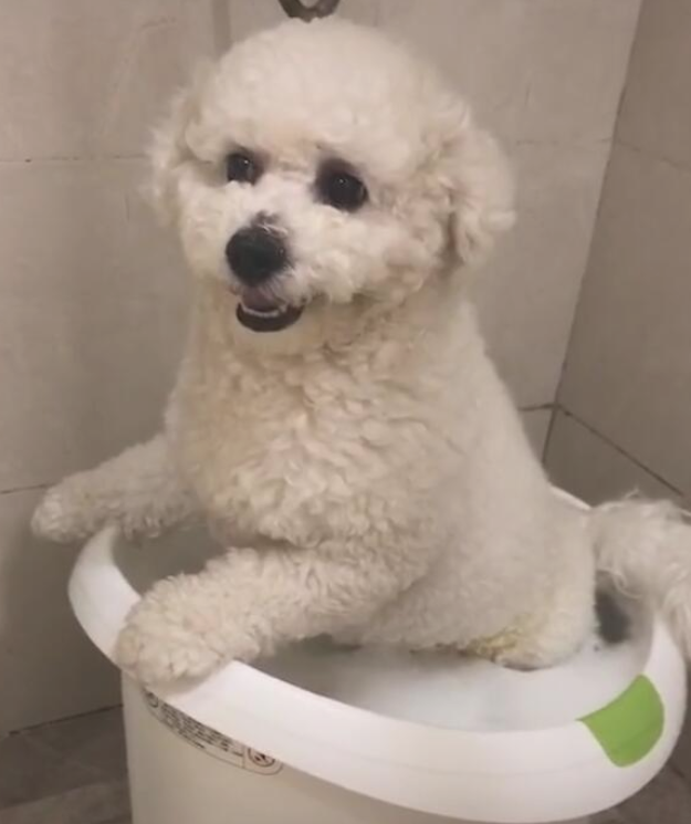 狗狗冼澡像被点穴术，整个过程一动不动