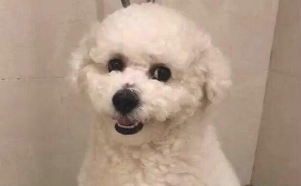 狗狗冼澡像被点穴术，整个过程一动不动