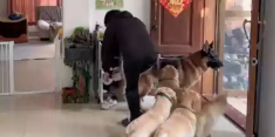 狗狗们迫不及待要出门，直接把主人的裤子给拽掉了，强行裸奔遛狗好尴尬！