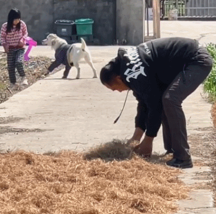 主人在门口干农活时，狗狗的举动让人感动：真没白养你啊