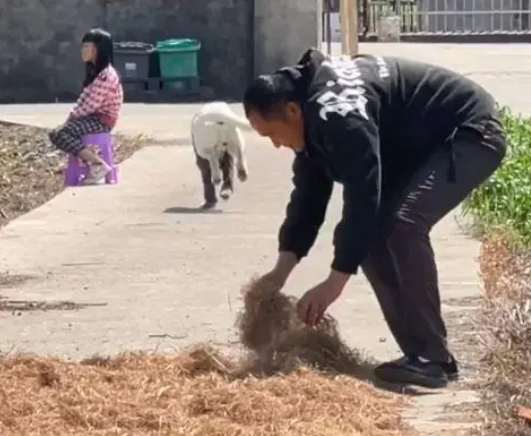 主人在门口干农活时，狗狗的举动让人感动：真没白养你啊