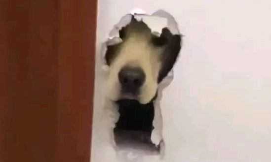 你知道你的狗子为了出去玩 有多拼吗？
