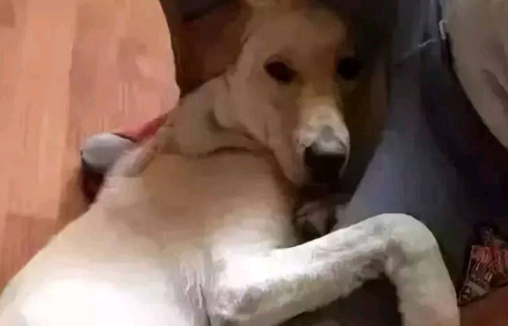 你知道你的狗子为了出去玩 有多拼吗？