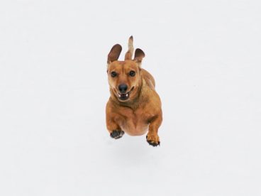 腊肠犬奔跑图片