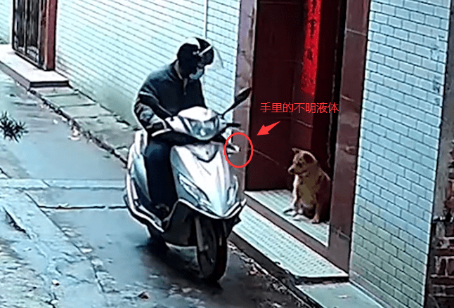 狗被喷不明液体后迅速死亡，江门公安：嫌犯被抓获，有偷狗前科