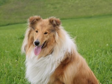 可爱纯种长毛牧羊犬图片