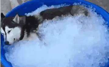 下雪天雪橇犬在雪地玩疯了，有些狗子却烤火到把毛都被烤焦了……