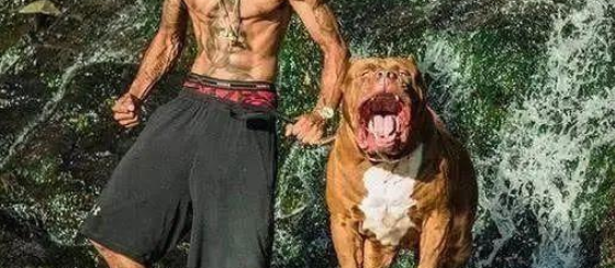 160斤的巨型比特犬，力能拉车，主人因它成为百万富翁