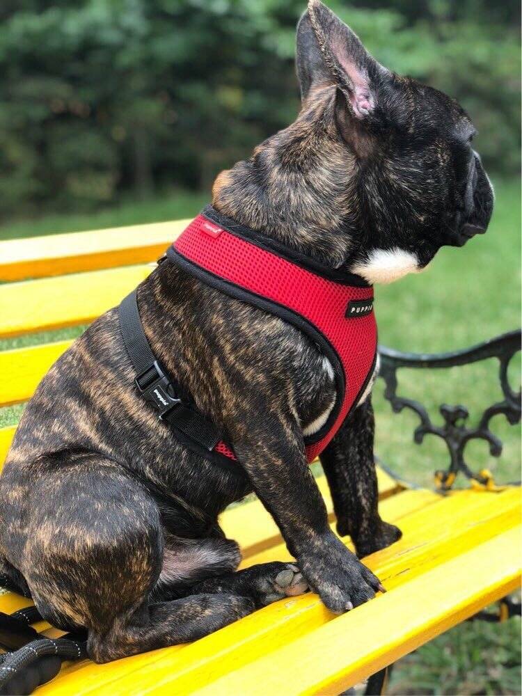 帅1帅的法国斗牛犬