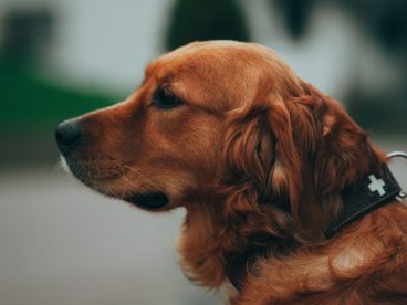 高清意境摄影金毛犬图片