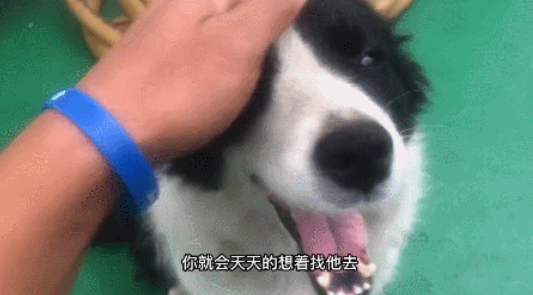 戒色博主晒18岁边牧，说它长寿是没见过母狗！网友破防：难怪我能活到20岁…