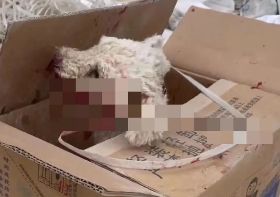 误入学校的小比熊犬，被保安刺穿了喉咙