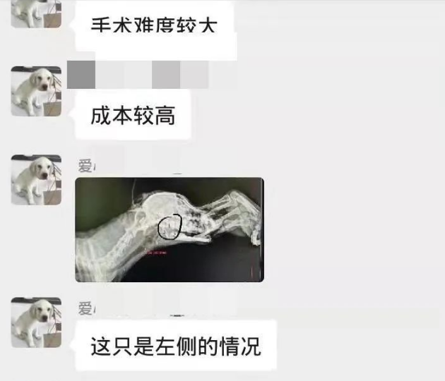 误入学校的小比熊犬，被保安刺穿了喉咙