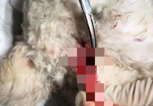 误入学校的小比熊犬，被保安刺穿了喉咙