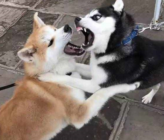 二哈和柴犬谈恋爱，结果生下了这萌货，主人很欢乐，二哈却很懵圈