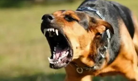 又一起恶犬伤人事件，伤者大动脉被咬破，该管的除了狗，还有养主