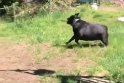 斗牛犬过于肥胖症，玩耍时撵不上金毛，机敏的它竟学会了应用武器