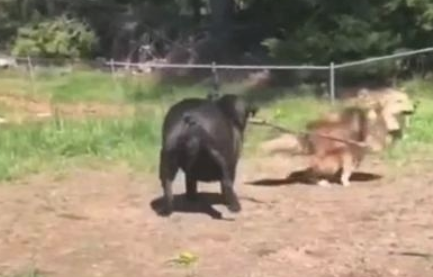 斗牛犬过于肥胖症，玩耍时撵不上金毛，机敏的它竟学会了应用武器