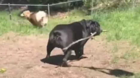 斗牛犬过于肥胖症，玩耍时撵不上金毛，机敏的它竟学会了应用武器