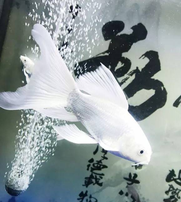 鱼友“爱我你会火”曾在网上晒出自家的蝴蝶鲤美照，有黑白色调、有彩色原图。在白灯的加持下，每一条的蝴蝶鲤都是石膏白、大七鳍，飘逸非凡、品相霸气，很漂亮！一起来欣赏一下！~