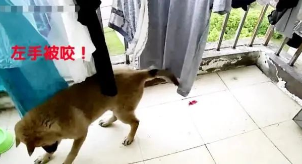 狗狗忽然瘸了，主人查询监管，出现一身虚汗！
