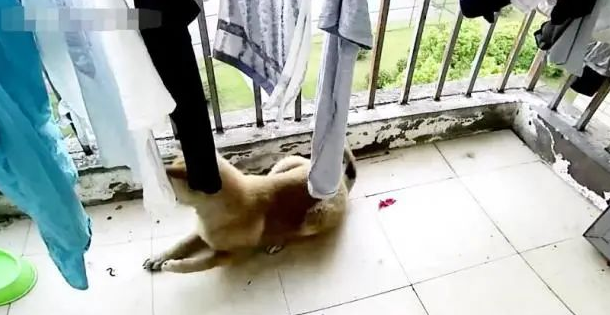 狗狗忽然瘸了，主人查询监管，出现一身虚汗！