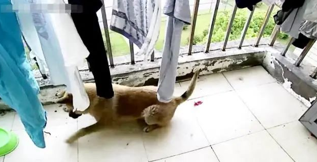 狗狗忽然瘸了，主人查询监管，出现一身虚汗！
