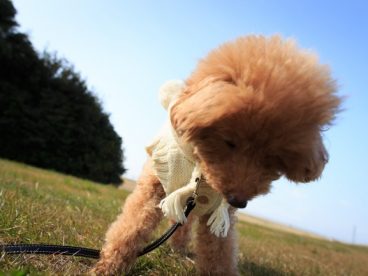 迷你贵宾犬图片
